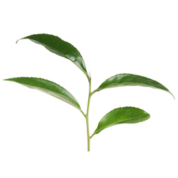 Photo of Green leaves of tea plant isolated on white