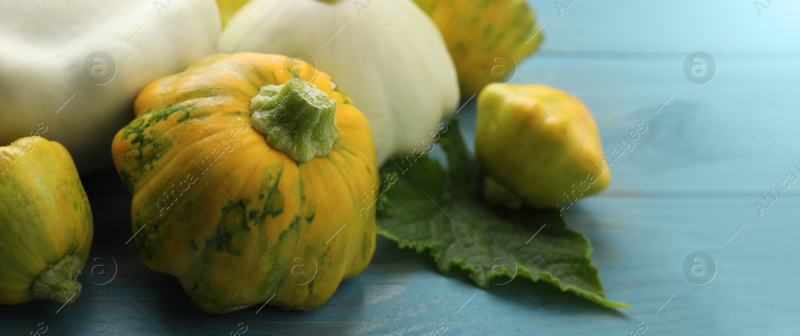 Image of Fresh pattypan squashes with leaf on light blue wooden table, closeup and space for text. Banner design