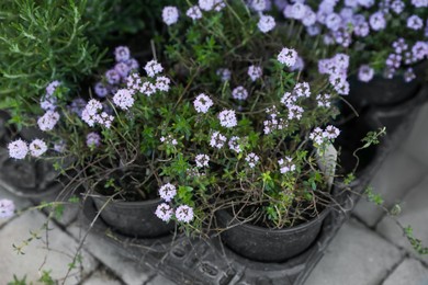 Photo of Beautiful blooming potted thymus plants on pavement, above view