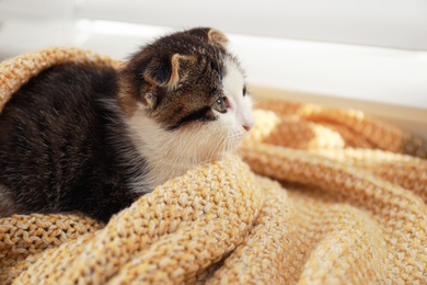 Photo of Adorable little kitten on blanket indoors, closeup