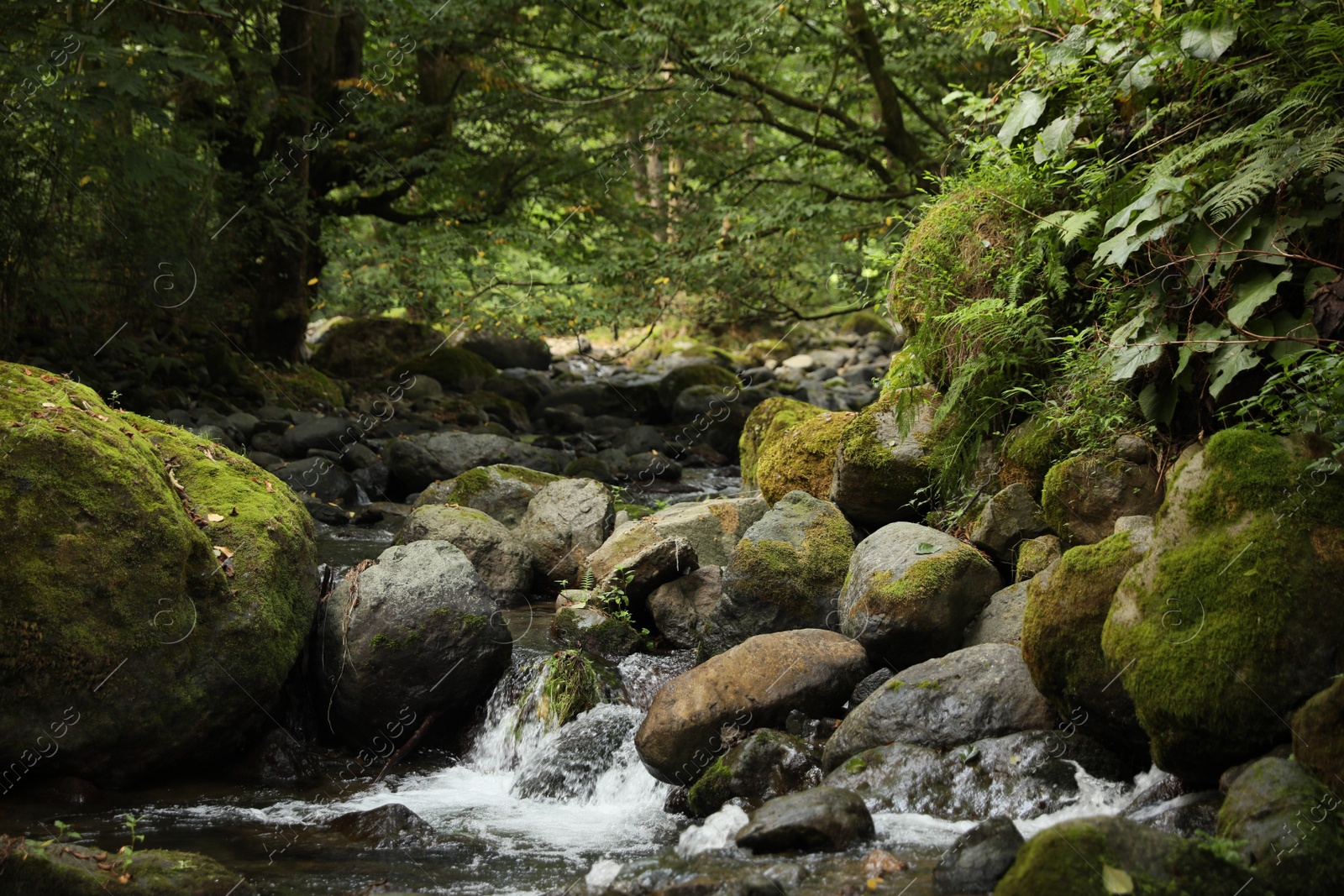 Photo of Picturesque view of mountain stream, stones and green plants in forest