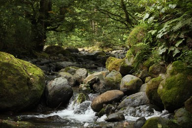 Picturesque view of mountain stream, stones and green plants in forest