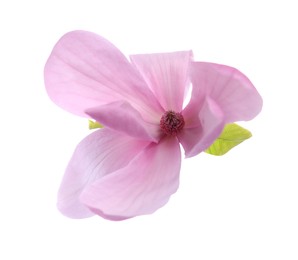 Photo of Beautiful pink magnolia flower isolated on white