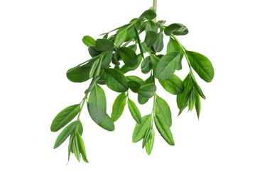 Photo of Branch with green leaves on white background