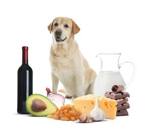 Image of Cute labrador retriever and group of different products toxic for dog on white background