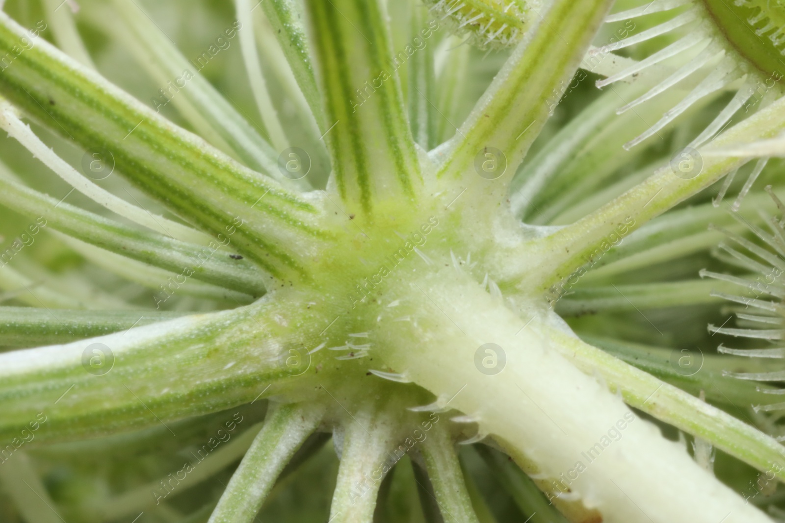Photo of Macro photo of beautiful stem on blurred green background
