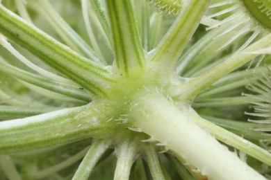 Photo of Macro photo of beautiful stem on blurred green background