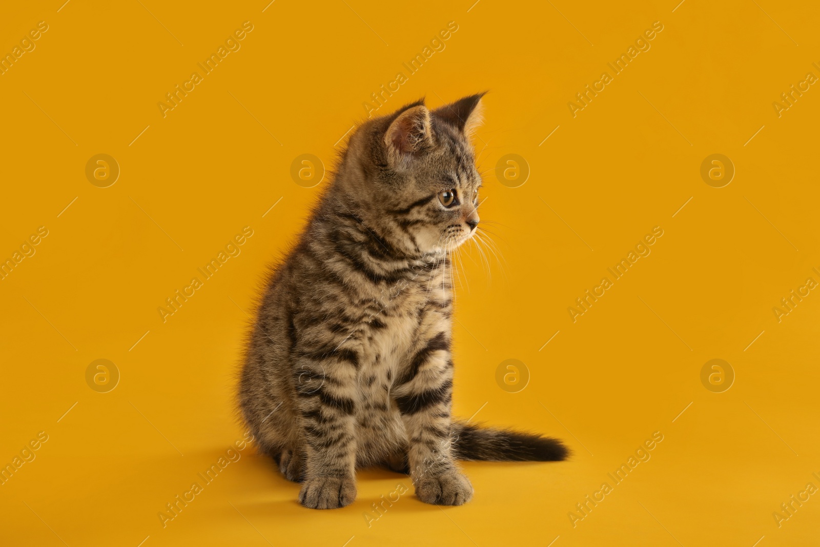 Photo of Cute tabby kitten on yellow background. Baby animal