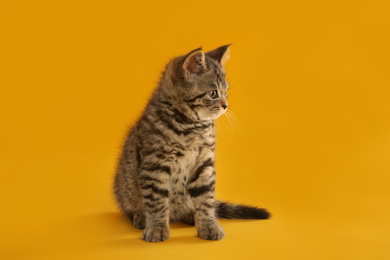 Photo of Cute tabby kitten on yellow background. Baby animal