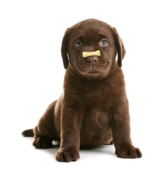 Image of Adorable puppy with bone shaped cookie on nose against white background