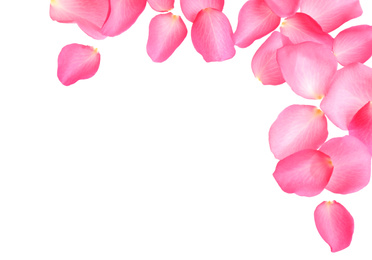 Photo of Fresh pink rose petals on white background, top view