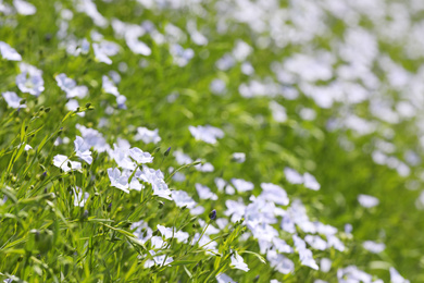 Photo of Beautiful view of blooming flax field on summer day