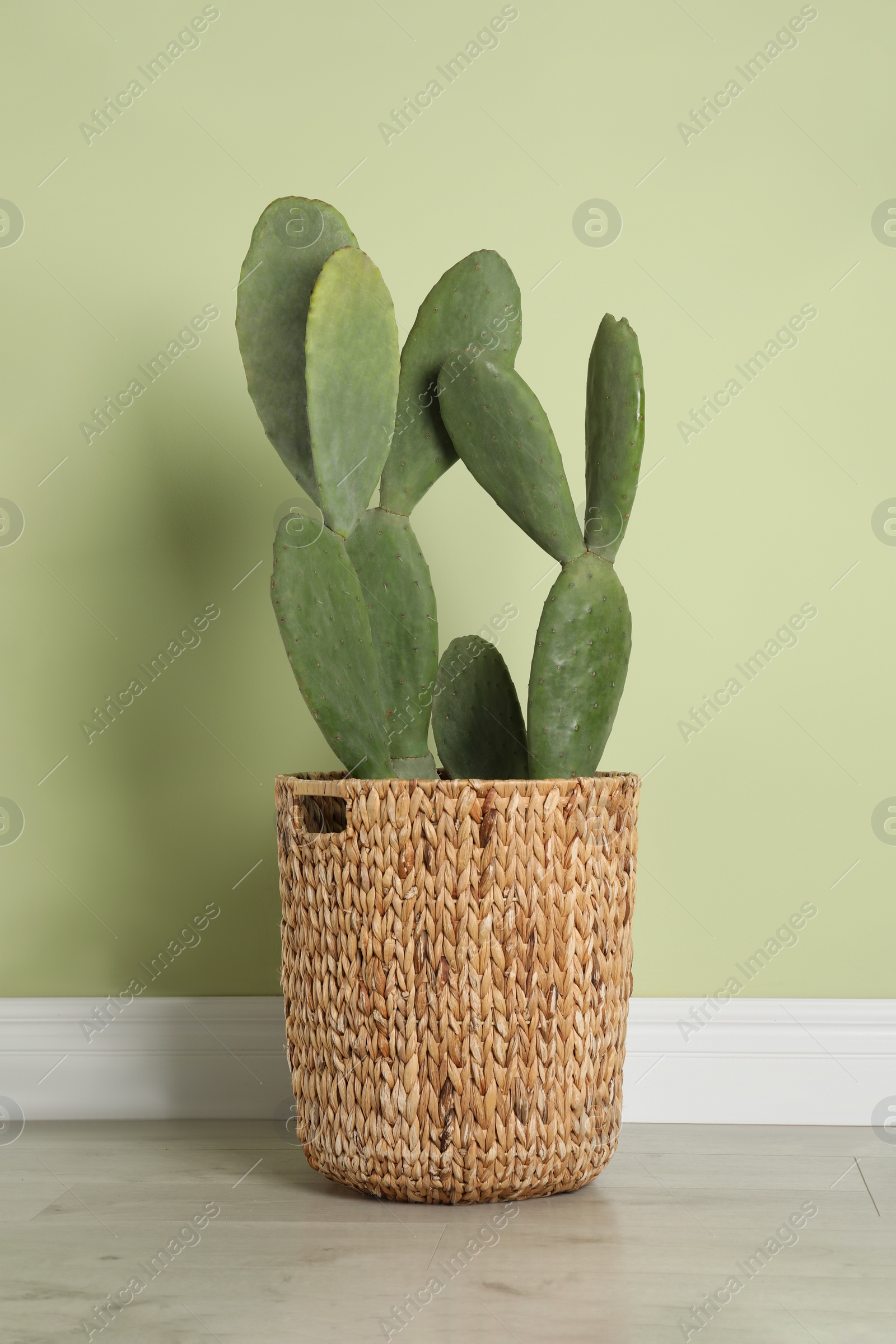 Photo of Beautiful cactus near green wall. Tropical plant