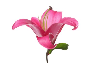 Photo of Beautiful pink lily flower isolated on white