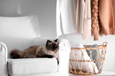 Cute Balinese cat on armchair at home. Fluffy pet