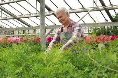 Photo of Mature man taking care of plants in greenhouse. Home gardening