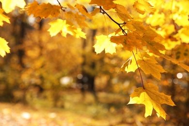 Photo of Tree branch with sunlit golden leaves in park. Autumn season