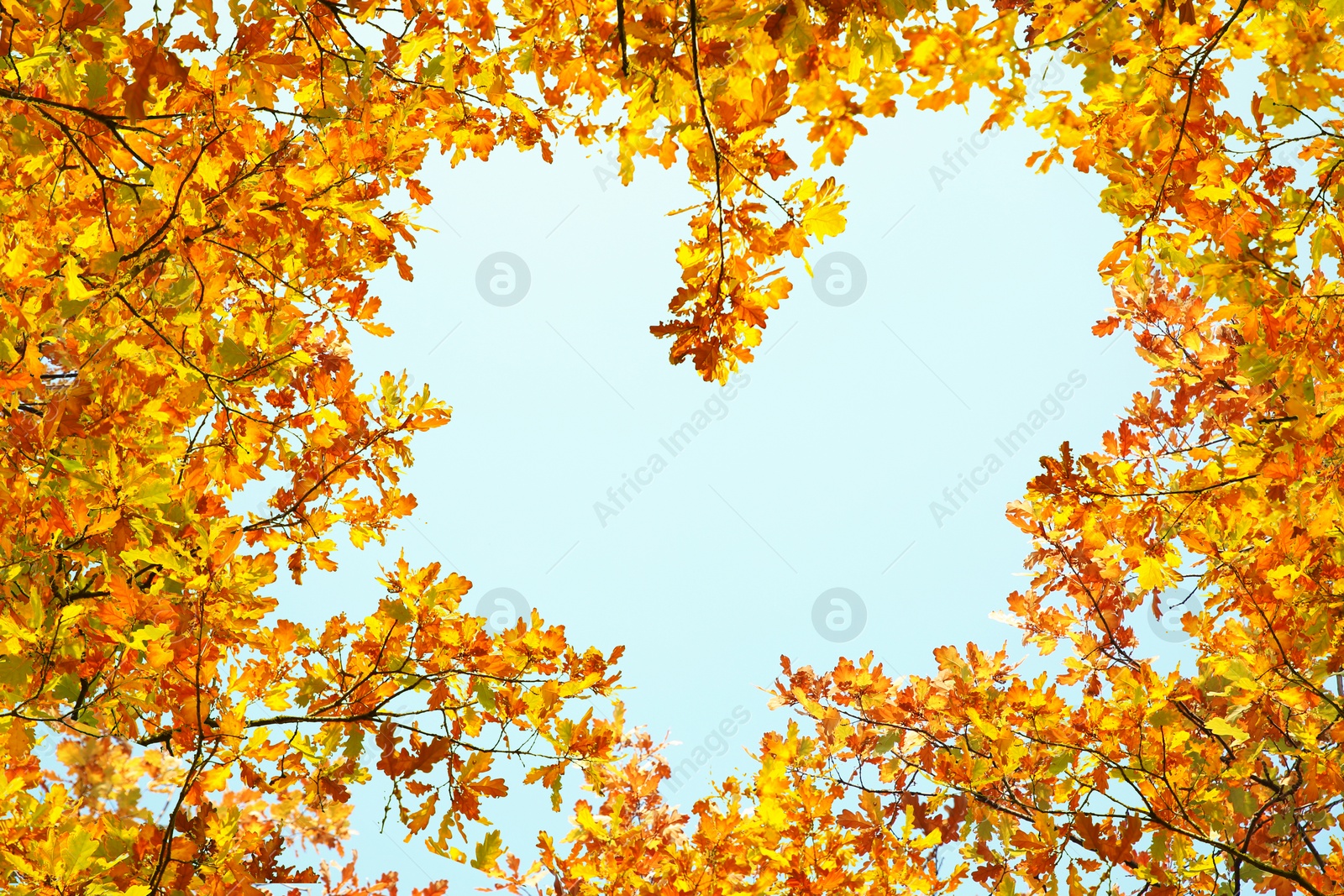 Image of Sky visible through heart shaped gap formed of autumn trees crowns, bottom view