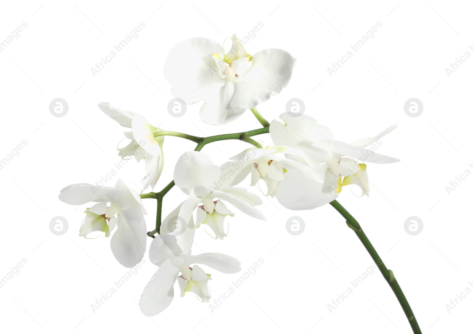 Photo of Branch with beautiful orchid flowers isolated on white