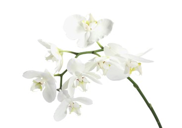 Branch with beautiful orchid flowers isolated on white