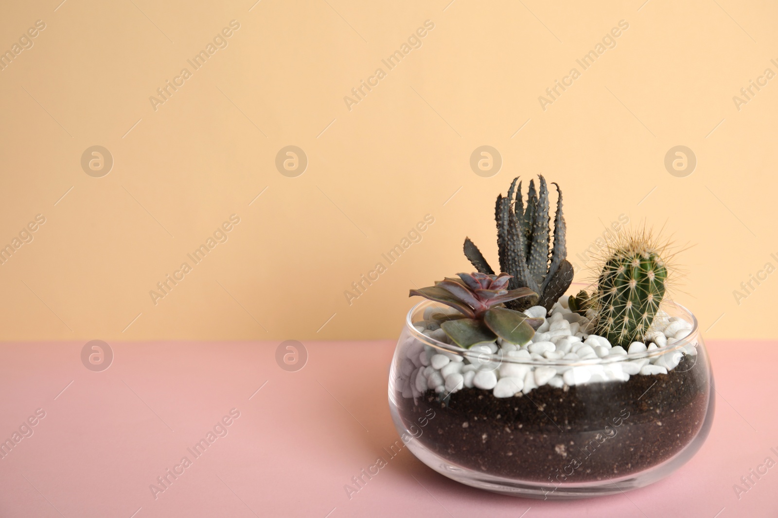 Photo of Glass florarium with different succulents on color background, space for text