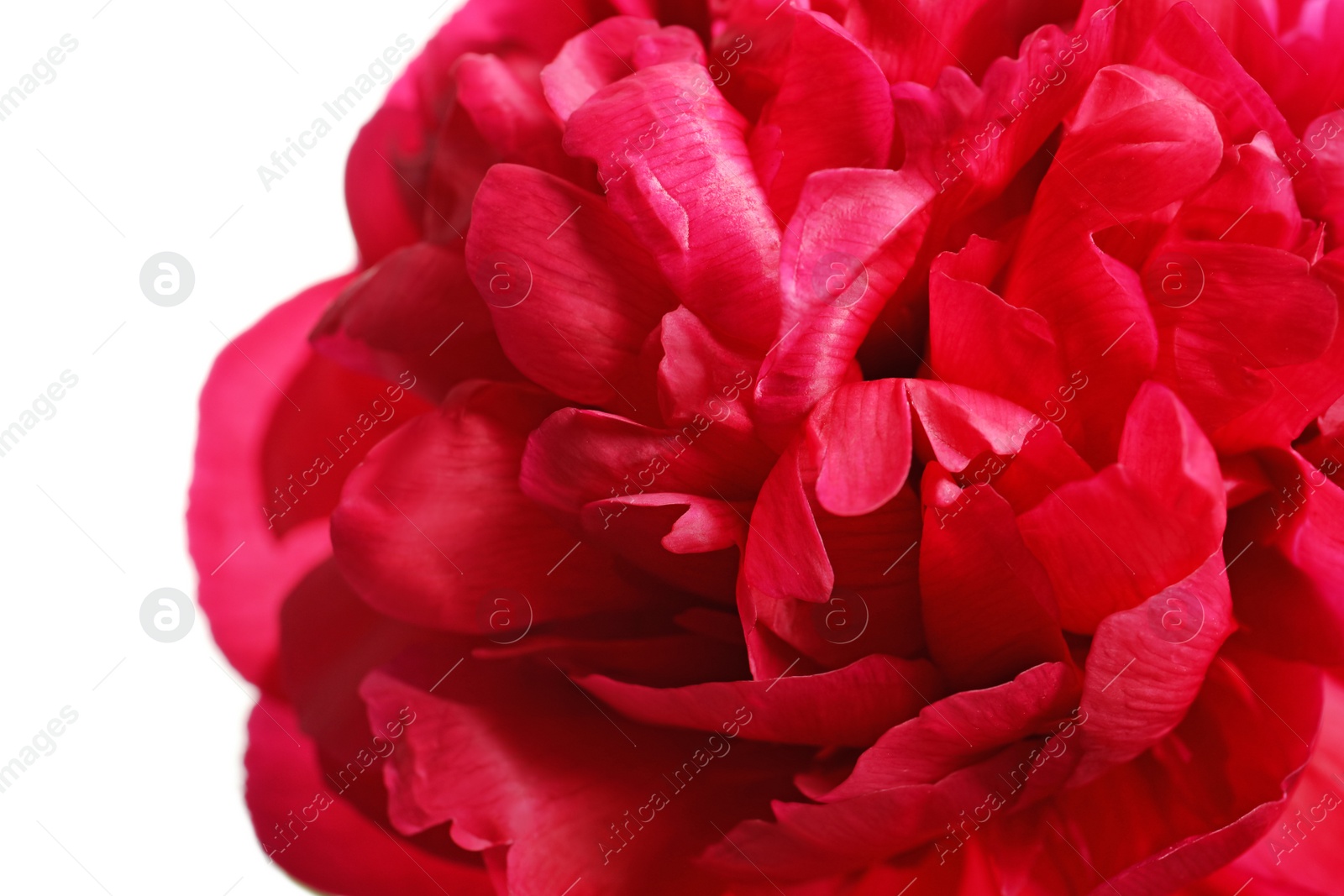 Photo of Beautiful blooming peony flower on white background, closeup