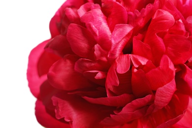 Photo of Beautiful blooming peony flower on white background, closeup