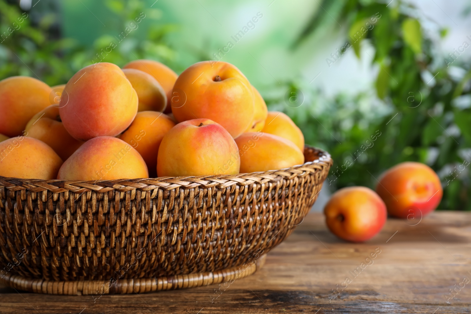 Photo of Many fresh ripe apricots in wicker bowl on wooden table against blurred background