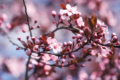 Photo of Beautiful spring pink blossoms on tree branches against blurred background, closeup