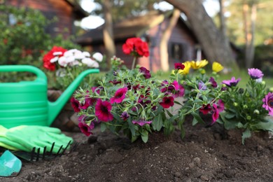 Beautiful blooming flowers, watering can, gloves and gardening tools on soil outdoors