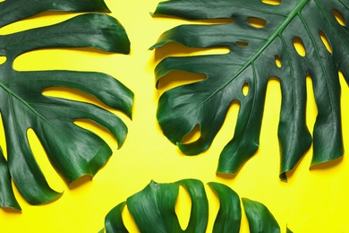 Photo of Green fresh monstera leaves on color background, flat lay. Tropical plant