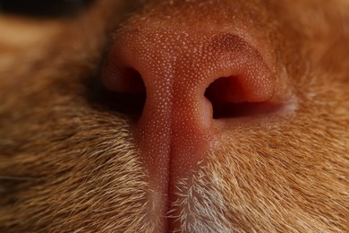 Photo of Cute ginger domesticated cat, macro view of nose