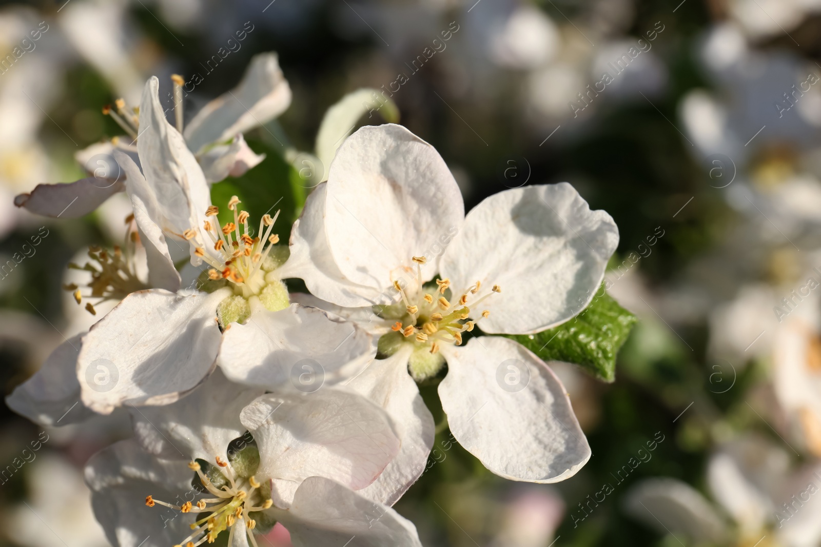 Photo of Apple tree with beautiful blossoms, closeup view. Spring season