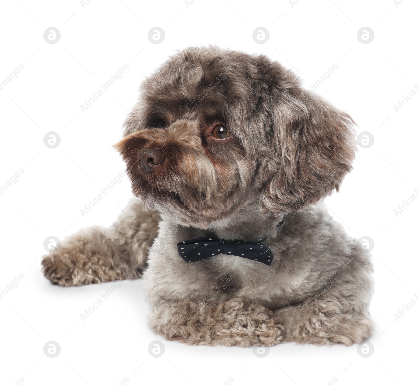 Photo of Cute Maltipoo dog with bow tie on white background. Lovely pet