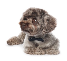 Photo of Cute Maltipoo dog with bow tie on white background. Lovely pet