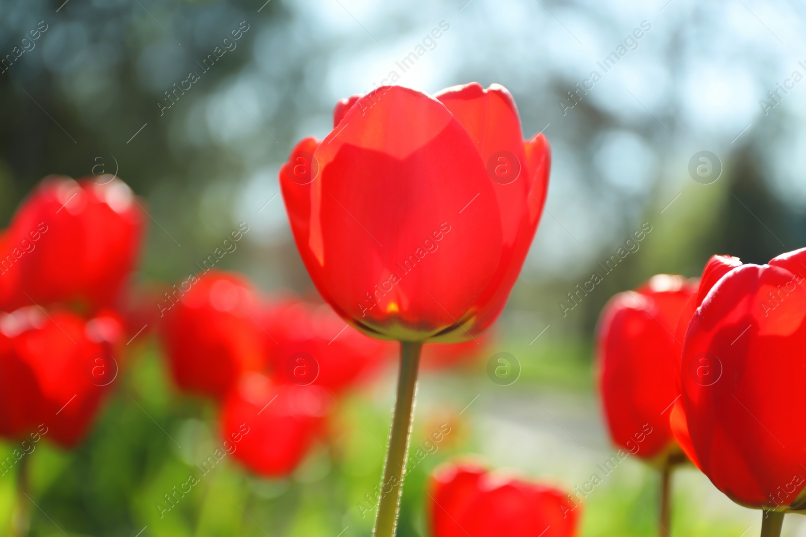 Photo of Blossoming tulips outdoors on sunny spring day