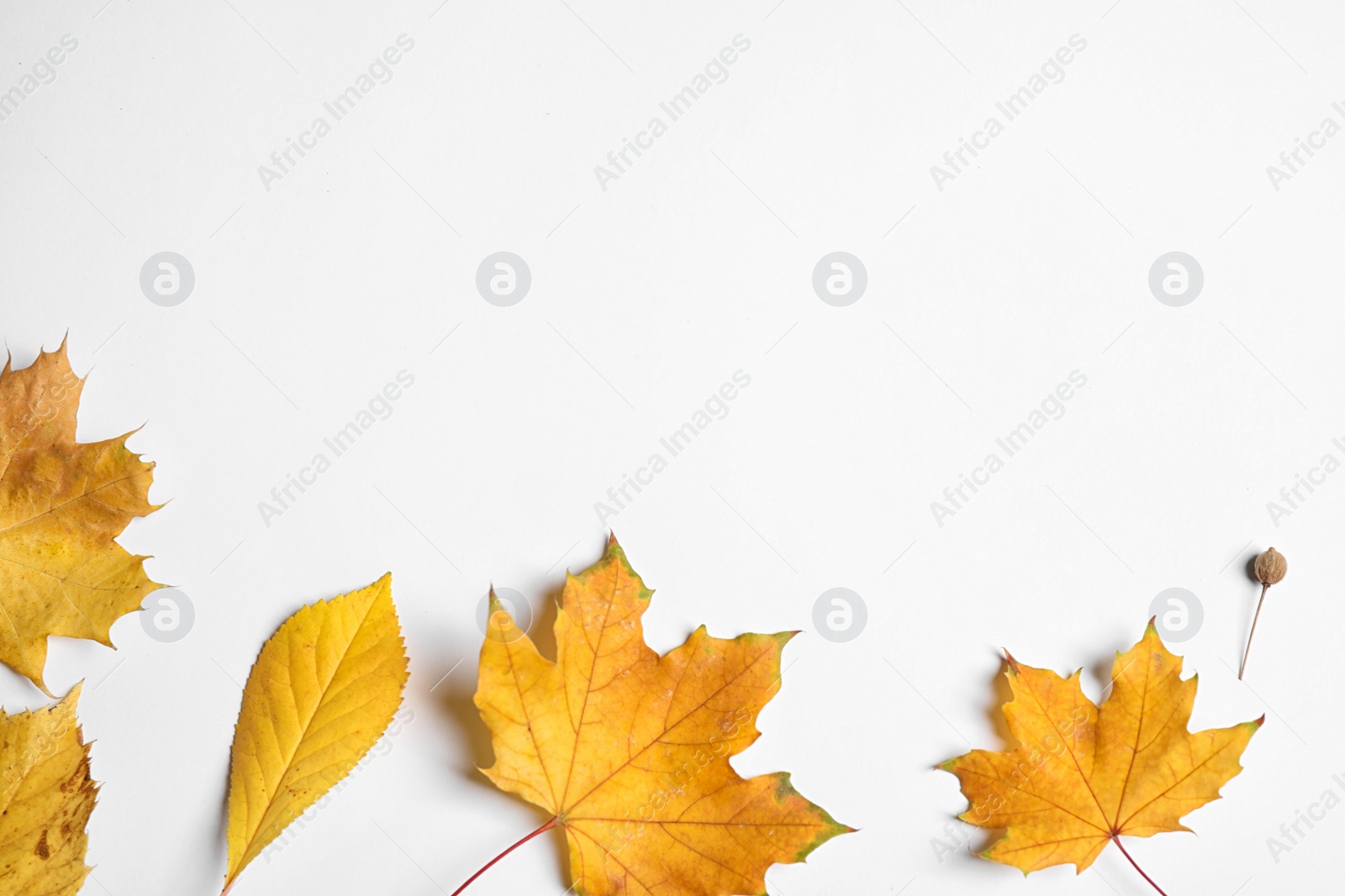 Photo of Flat lay composition with autumn leaves on white background. Space for text