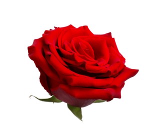 Beautiful fresh red rose isolated on white