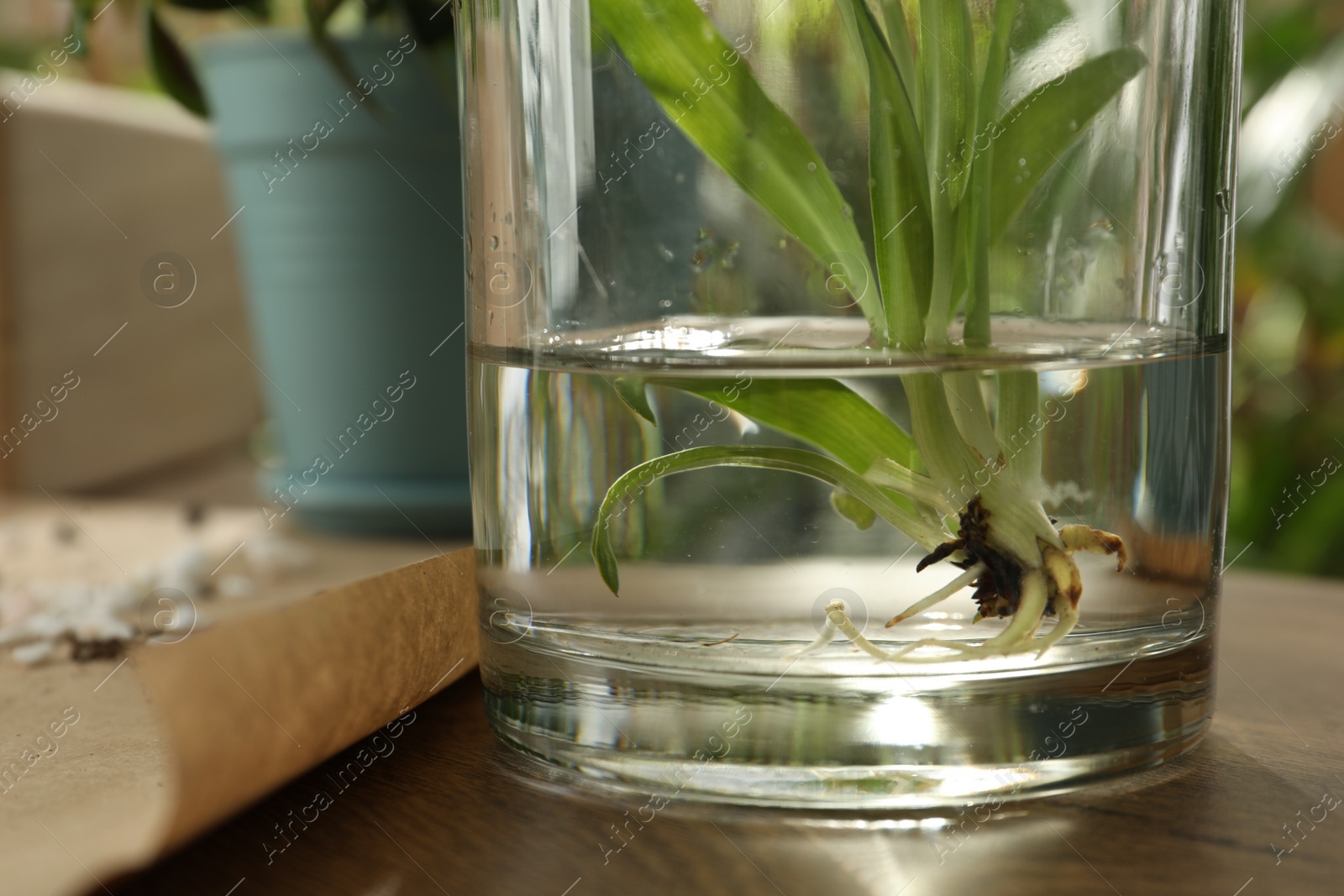 Photo of Root of exotic house plant in water on table, closeup