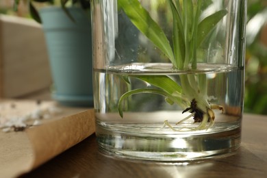 Photo of Root of exotic house plant in water on table, closeup