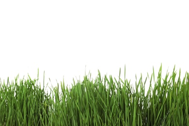 Photo of Fresh green wheat grass on white background