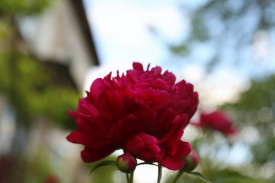 Photo of Beautiful blooming burgundy peony outdoors, low angle view