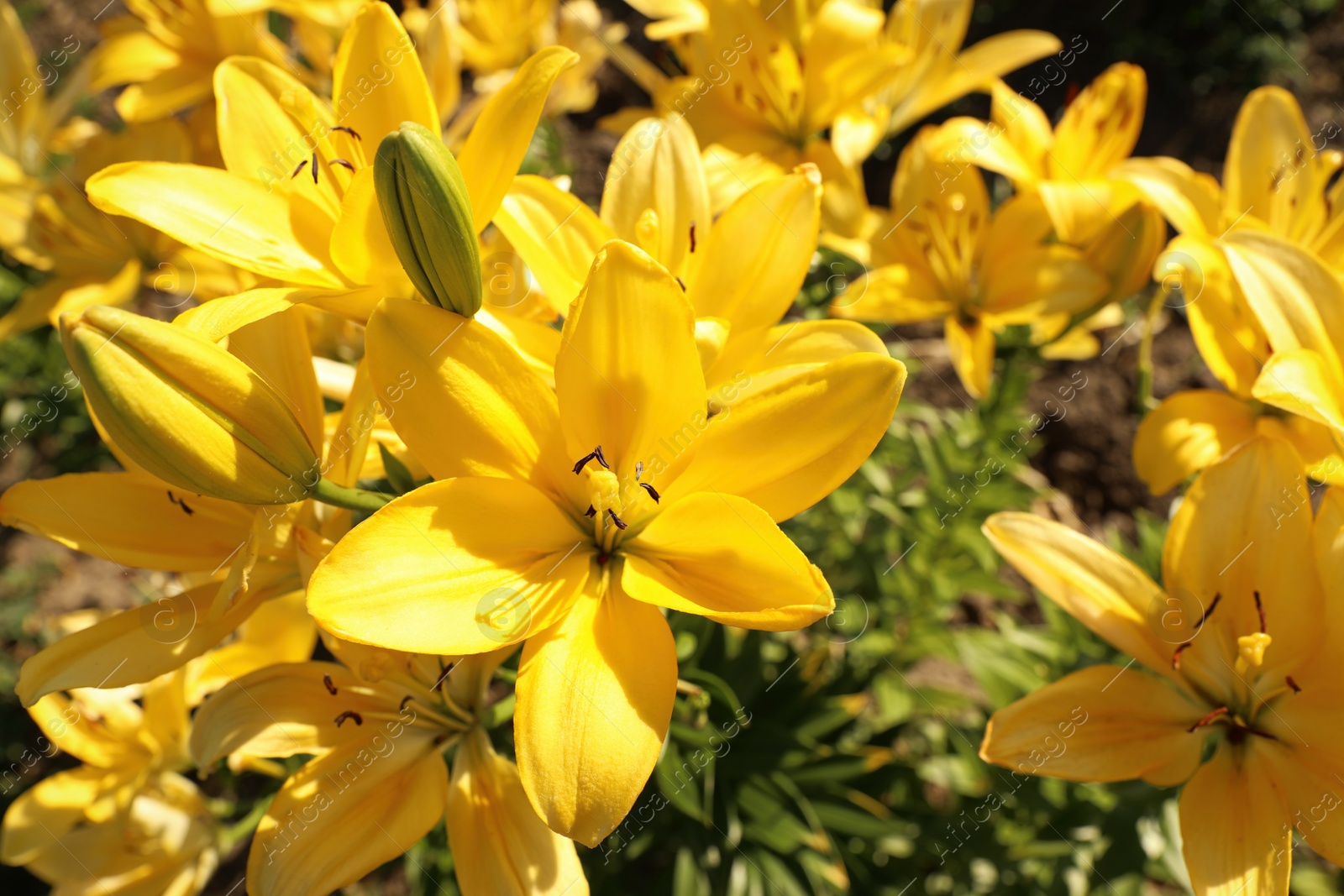 Photo of Beautiful yellow lilies in blooming field on summer day