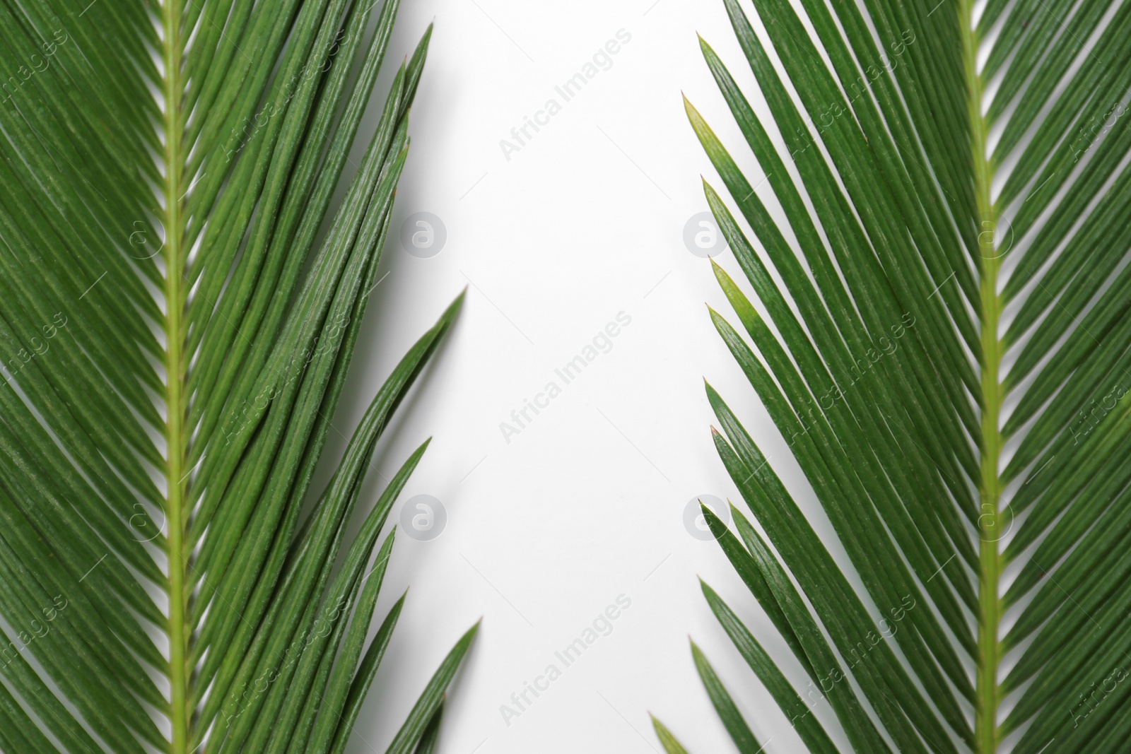 Photo of Beautiful tropical leaves on light background, top view