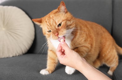 Woman giving vitamin pill to cute ginger cat on couch indoors, closeup