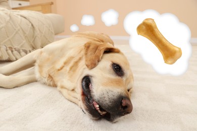 Cute Golden Labrador Retriever lying on floor and dreaming about treat. Thought cloud with chew bone