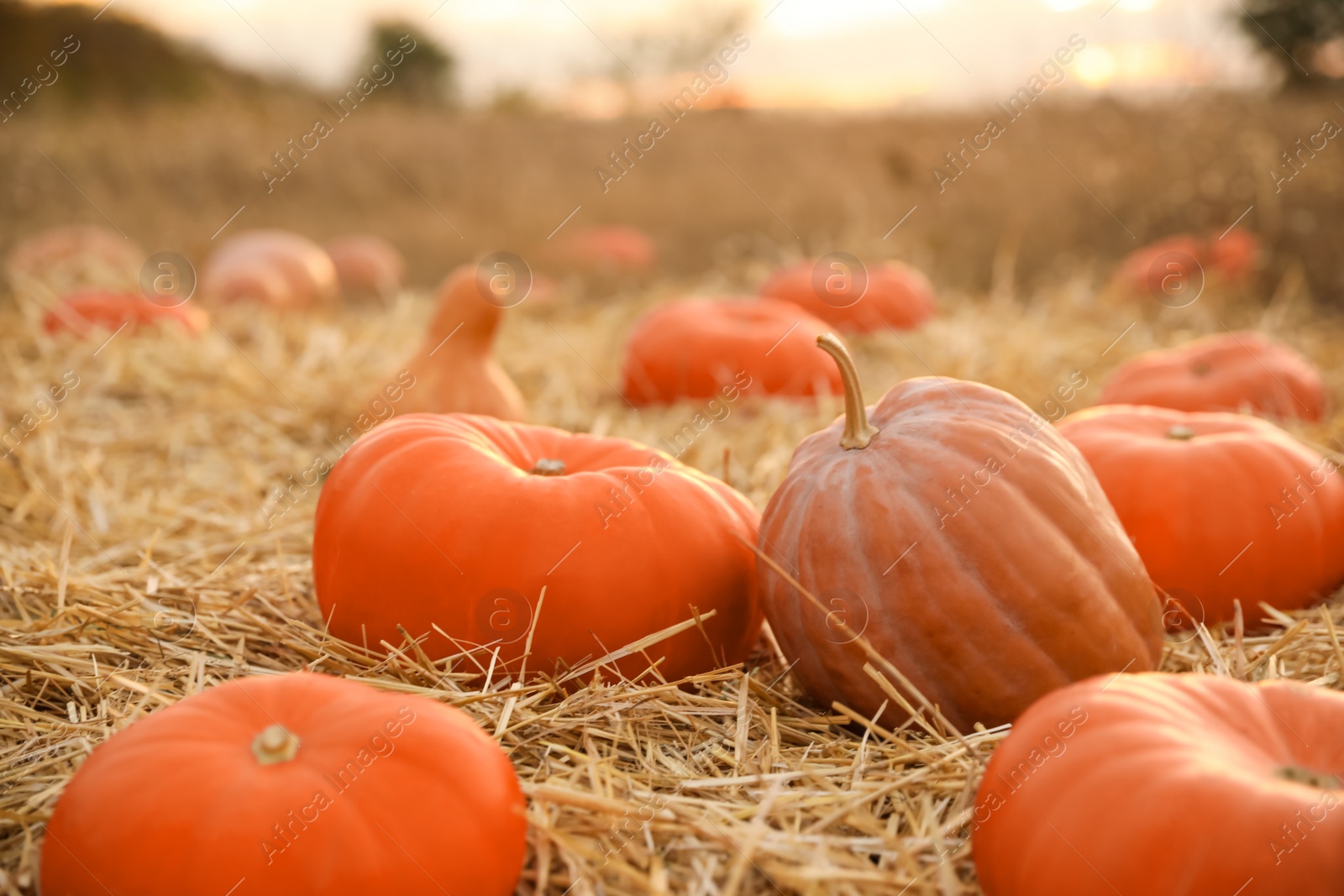 Photo of Ripe orange pumpkins among straw in field