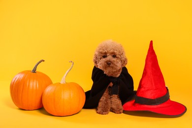 Cute Maltipoo dog with hat and pumpkins dressed in Halloween costume on orange background