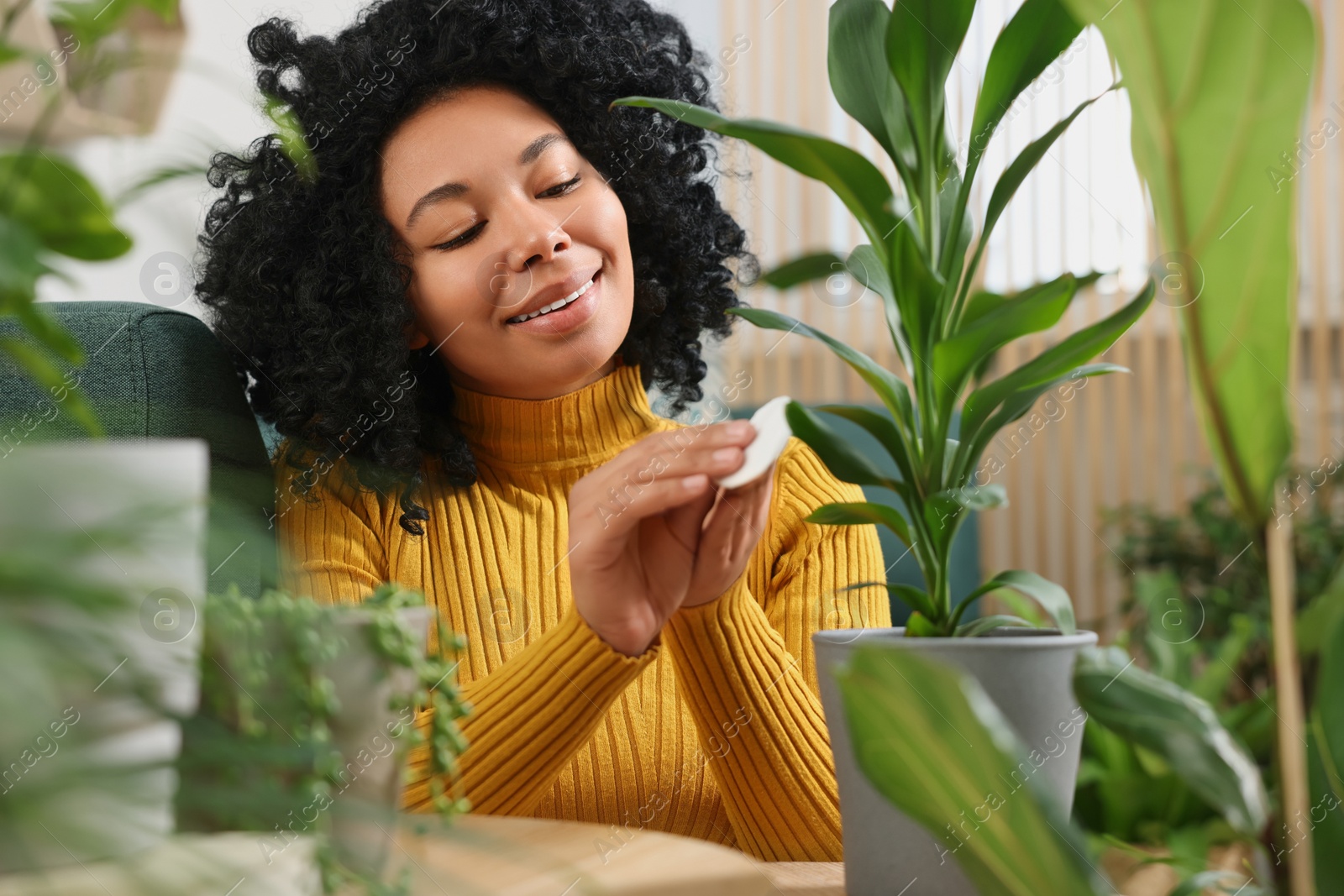 Photo of Happy woman wiping leaf of beautiful potted houseplant indoors