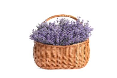 Photo of Fresh lavender flowers in basket on white background